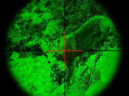 виды прицелов: прицелы ночного видения